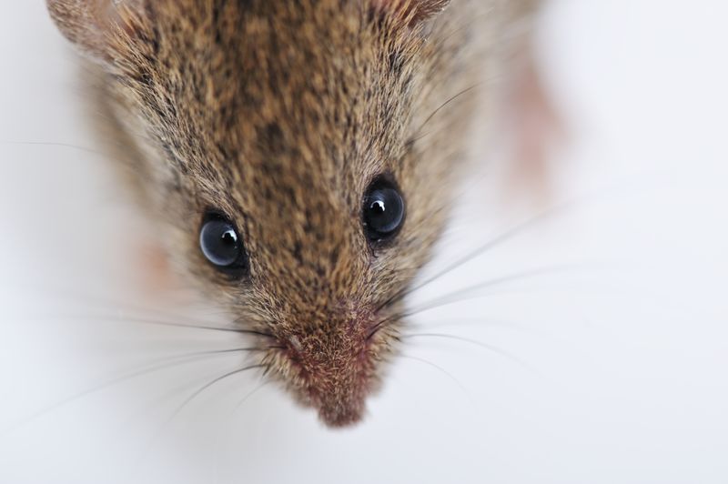 Rodent Control Companies in Gridley 95948