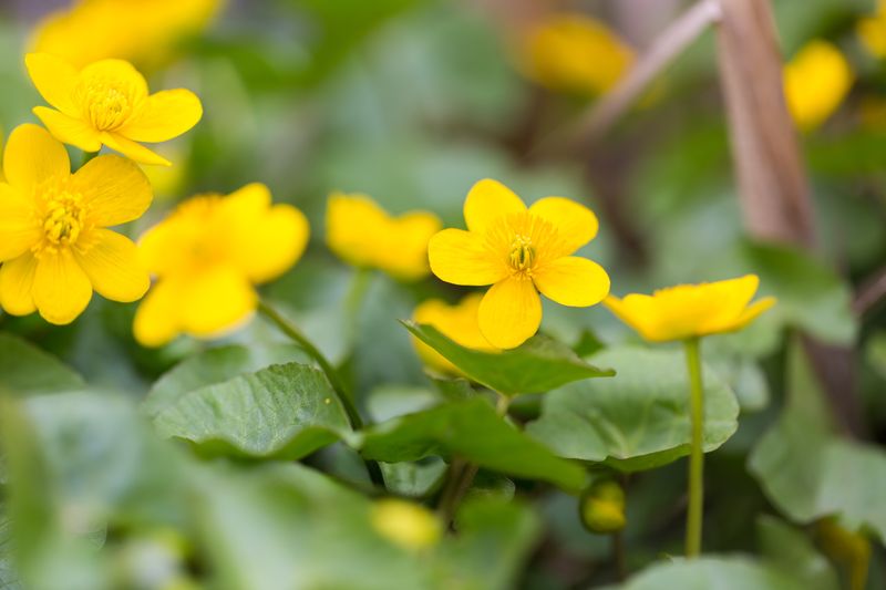 Plants That Keep Rodents Away in Pettus 72086