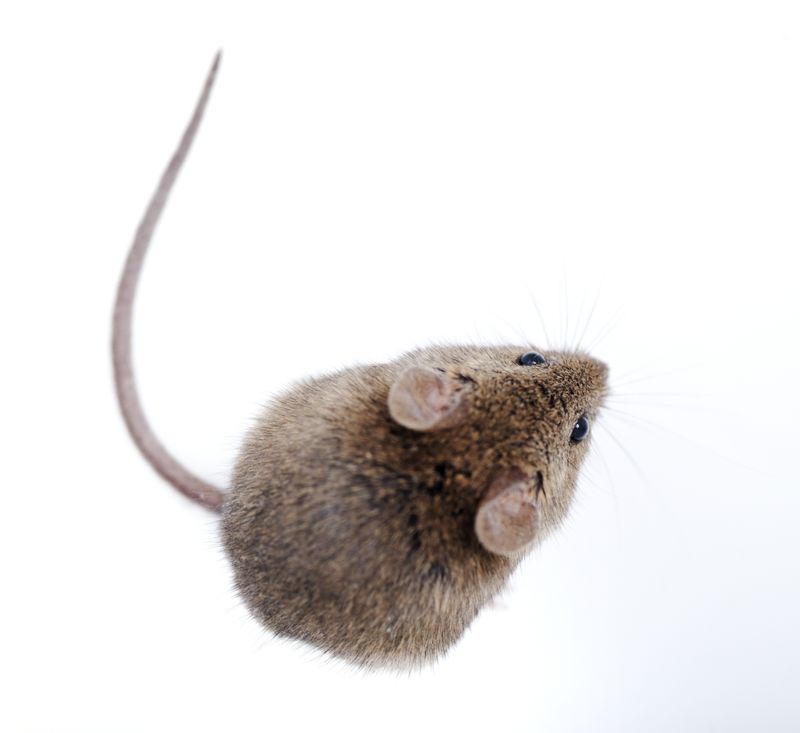 Rodent Control Companies in Santa Cruz 87567