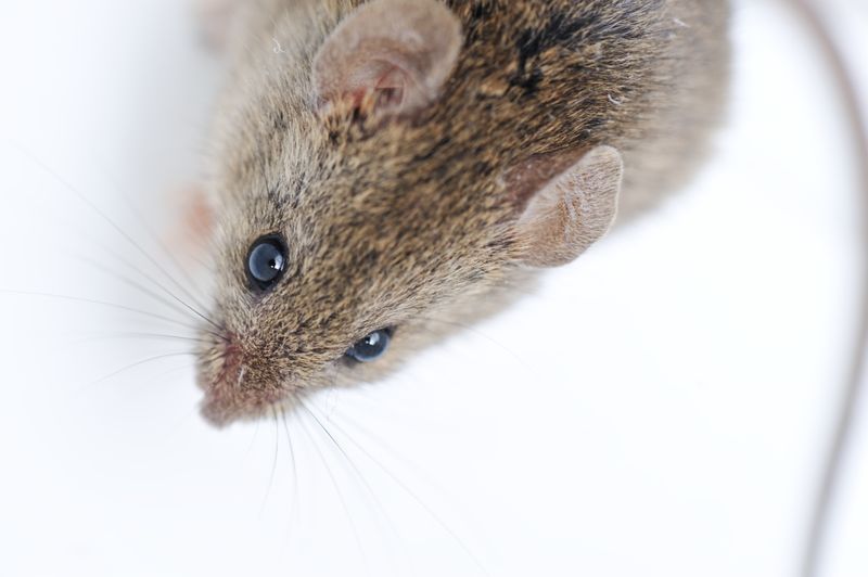 Rodent Pest Control in Las Vegas 89135