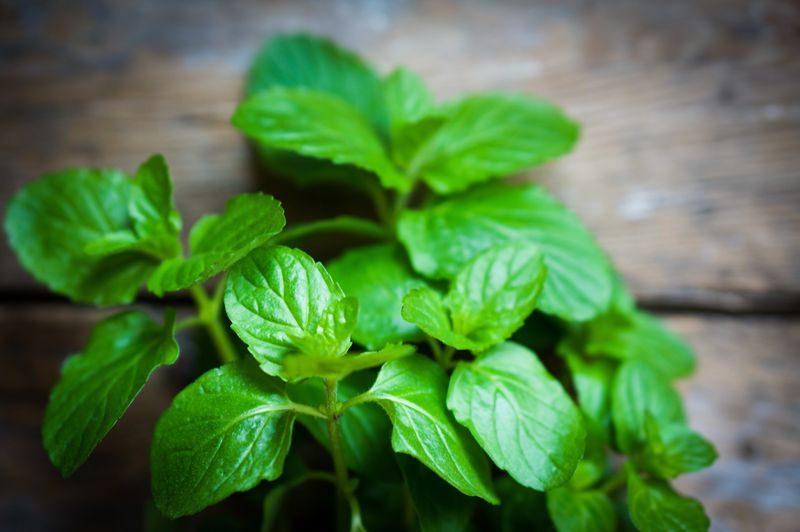 Plants Rats Avoid in Knippa 78870