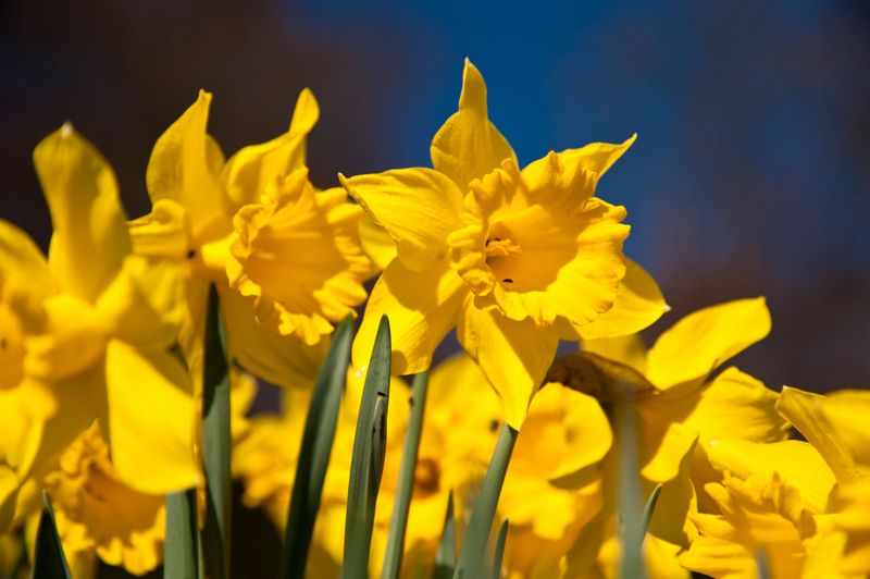 Plants That Keep Rodents Away in Akron 44320